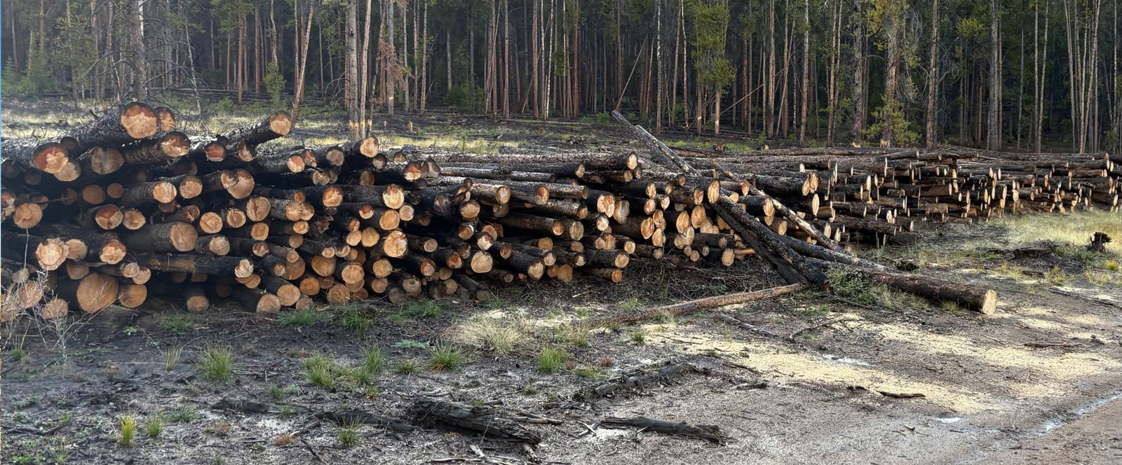 Site Access & Clearing from Black Canyon Excavating